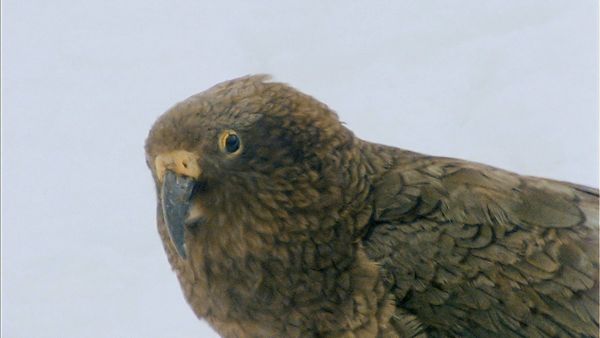 Tiere vor der Kamera - Keas - Spaßvögel in Neuseeland