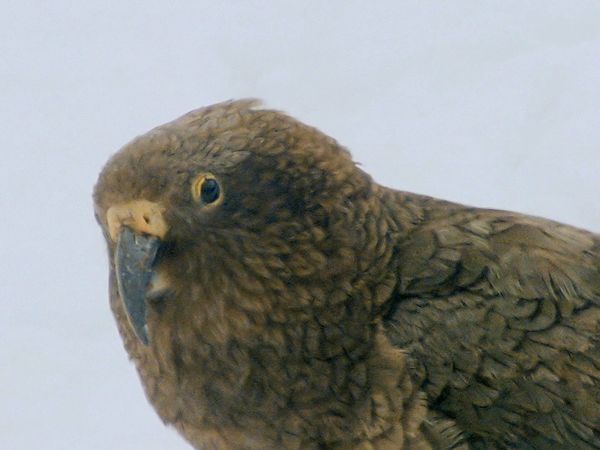 Tiere vor der Kamera - Keas - Spaßvögel in Neuseeland
