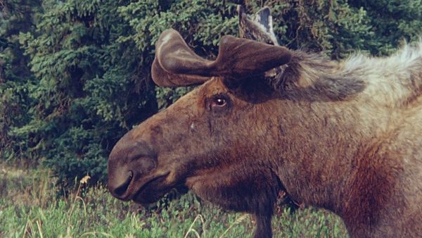 Tiere vor der Kamera - Elche in Alaskas Wildnis
