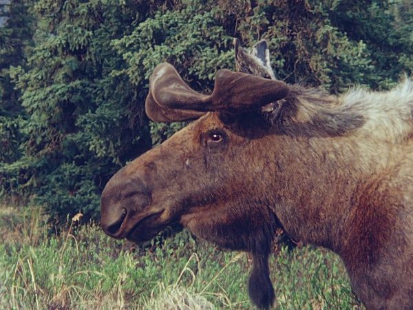 Tiere vor der Kamera - Elche in Alaskas Wildnis