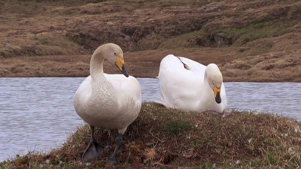 Tiere vor der Kamera - Mit den Singschwänen nach Island