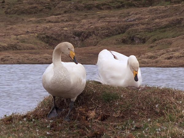 Tiere vor der Kamera - Mit den Singschwänen nach Island