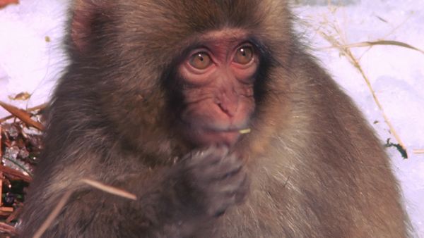 Tiere vor der Kamera - Schneeaffen in Japan