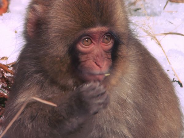 Tiere vor der Kamera - Schneeaffen in Japan