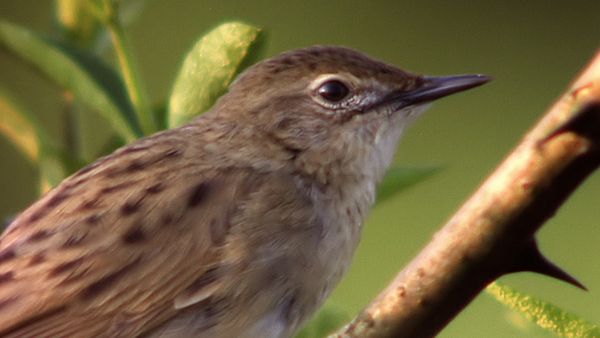 Tiere vor der Kamera - Singende Vögel