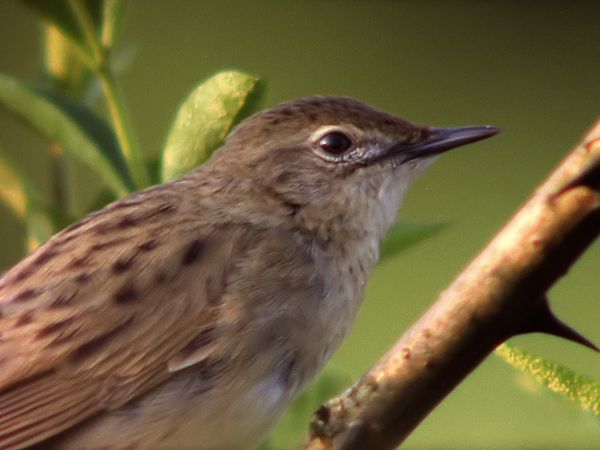 Tiere vor der Kamera - Singende Vögel