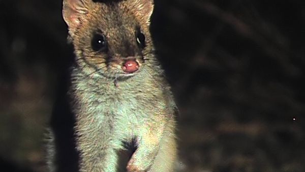 Tiere vor der Kamera - Die Nächte der Tasmanischen Teufel