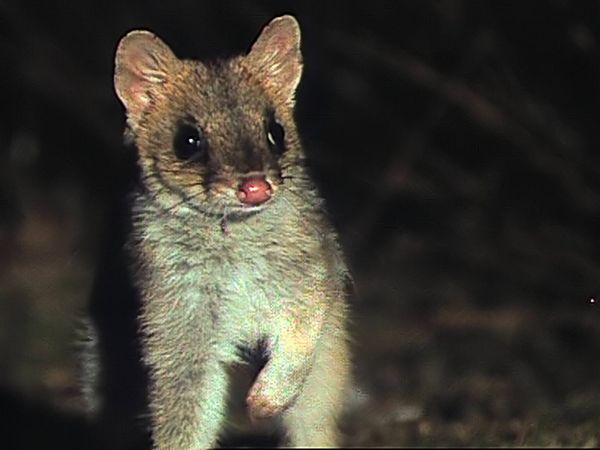 Tiere vor der Kamera - Die Nächte der Tasmanischen Teufel