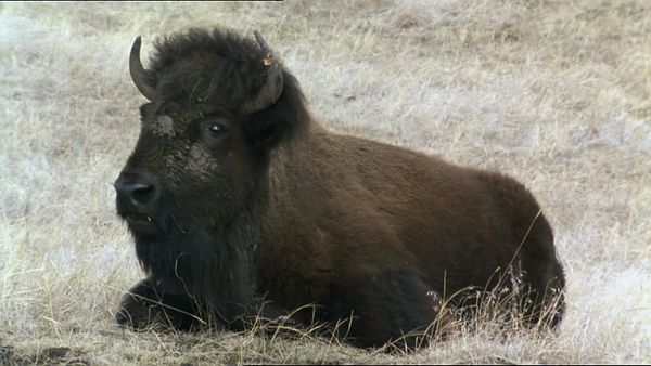 Tiere vor der Kamera - Land der Indianer - Büffel