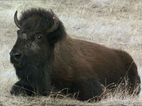 Tiere vor der Kamera - Land der Indianer - Büffel