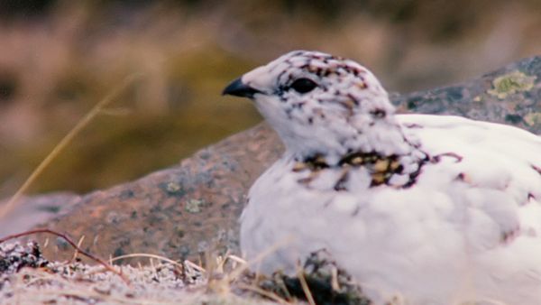 Tiere vor der Kamera - Eiderenten auf Island