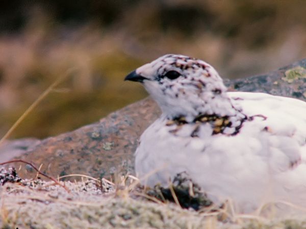 Tiere vor der Kamera - Eiderenten auf Island