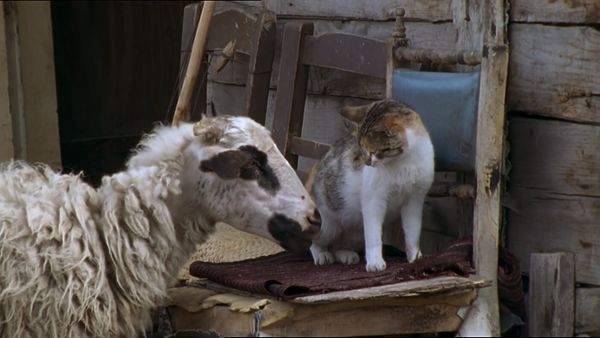 Tiere vor der Kamera - Bei den Schakalen in Griechenland