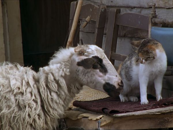 Tiere vor der Kamera - Bei den Schakalen in Griechenland