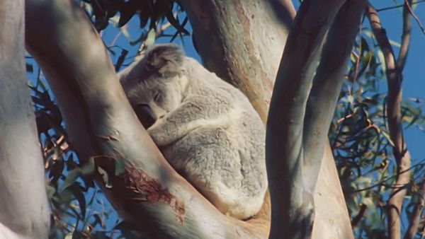 Tiere vor der Kamera - In den Wäldern Australiens