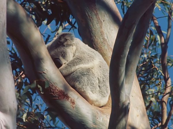 Tiere vor der Kamera - In den Wäldern Australiens