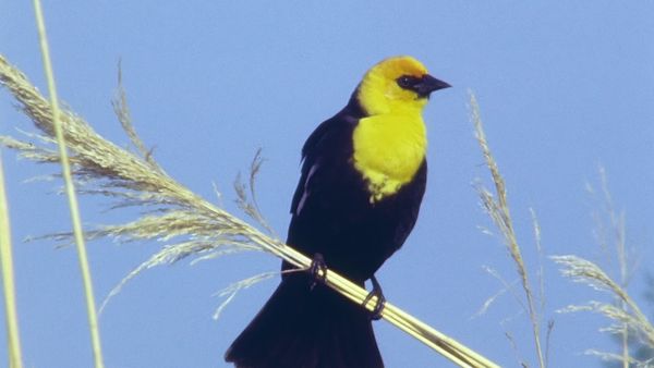 Tiere vor der Kamera - Vögel am Prärie-See
