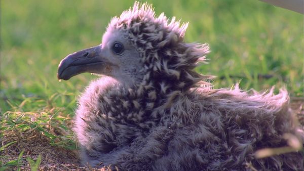 Tiere vor der Kamera - Landung frei für Albatrosse