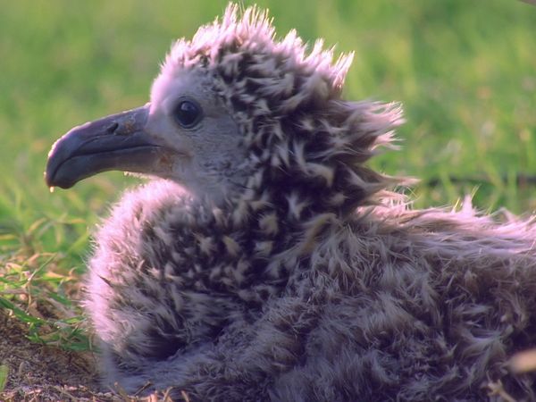 Tiere vor der Kamera - Landung frei für Albatrosse