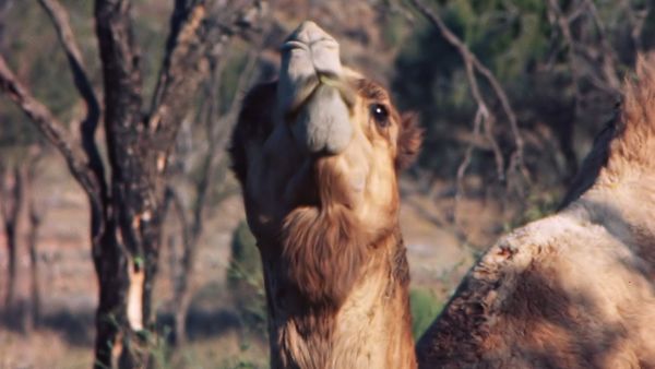 Tiere vor der Kamera - In den Wüsten Australiens