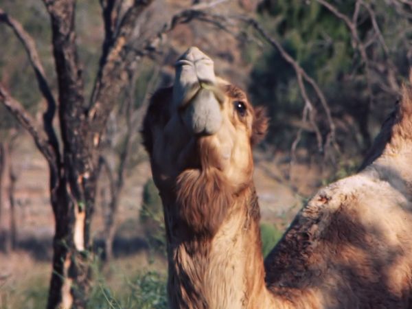 Tiere vor der Kamera - In den Wüsten Australiens