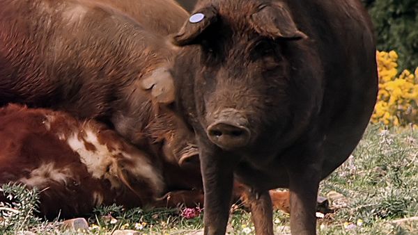 Tiere vor der Kamera - Die Geier der Spanischen Sierra