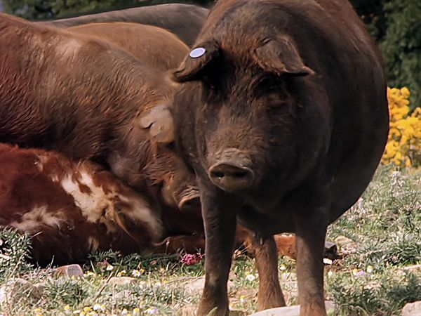 Tiere vor der Kamera - Die Geier der Spanischen Sierra