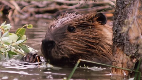 Tiere vor der Kamera - Aus dem Privatleben der Biber