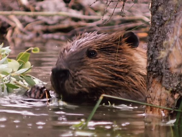 Tiere vor der Kamera - Aus dem Privatleben der Biber