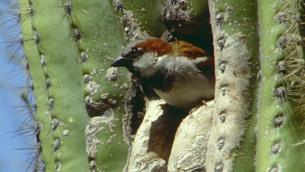 Tiere vor der Kamera - Im Land der Riesenkakteen