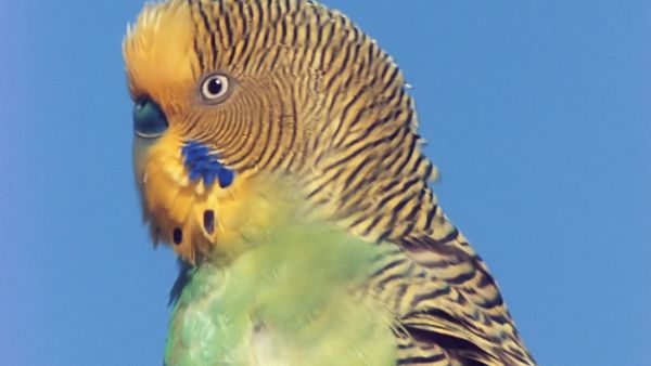 Tiere vor der Kamera - Australien – Heimat der Wellensittiche