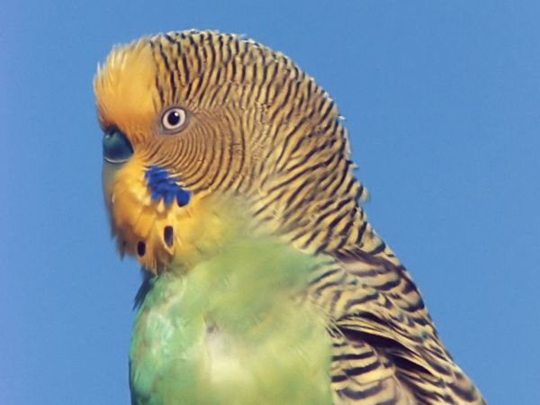 Tiere vor der Kamera - Australien – Heimat der Wellensittiche