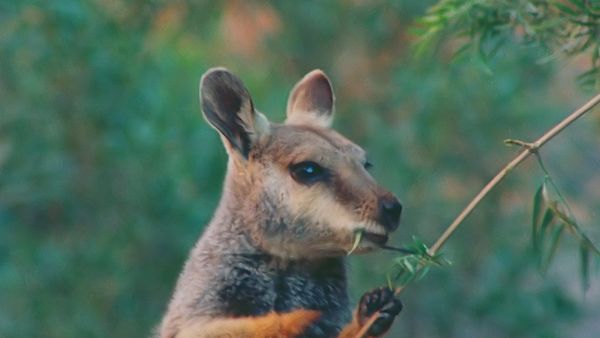 Tiere vor der Kamera - Die Schlucht der Felsenkängurus