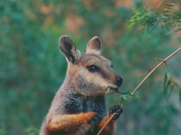 Tiere vor der Kamera - Die Schlucht der Felsenkängurus