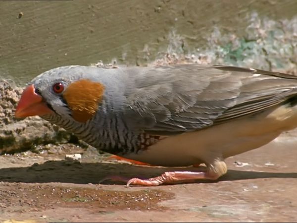 Tiere vor der Kamera - Der große Durst der kleinen Zebrafinken