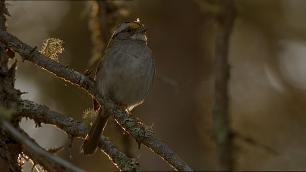 Tiere vor der Kamera - Unser Sommer mit Mutter Bär