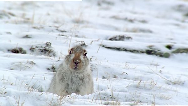 Tiere vor der Kamera - Schneehasen in Schottland