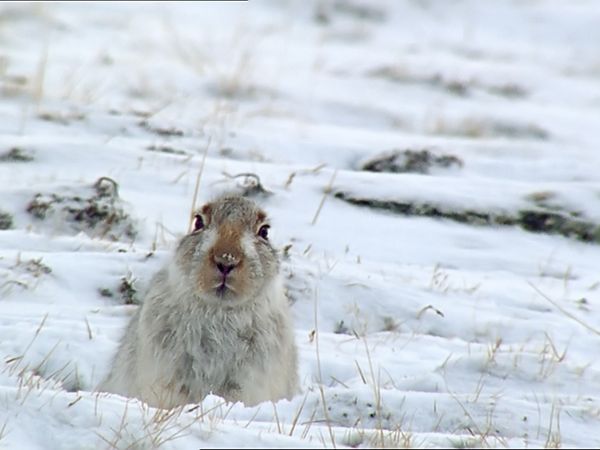 Tiere vor der Kamera - Schneehasen in Schottland