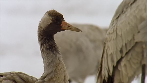 Tiere vor der Kamera - Der Zauber des Kranichs