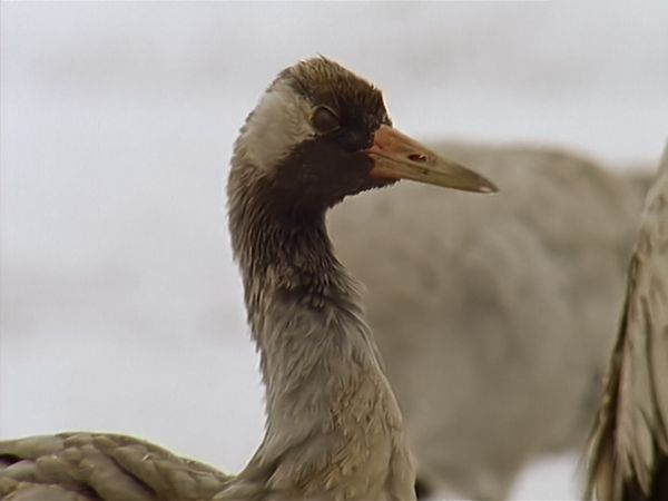 Tiere vor der Kamera - Der Zauber des Kranichs