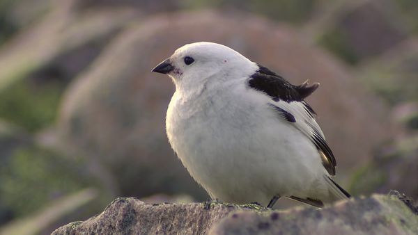 Tiere vor der Kamera - Die Saga vom Vogel in der Hand