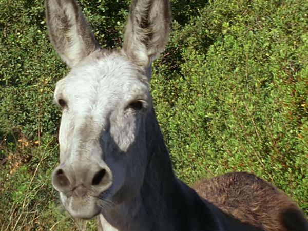 Tiere vor der Kamera - Wir suchen den Superstar