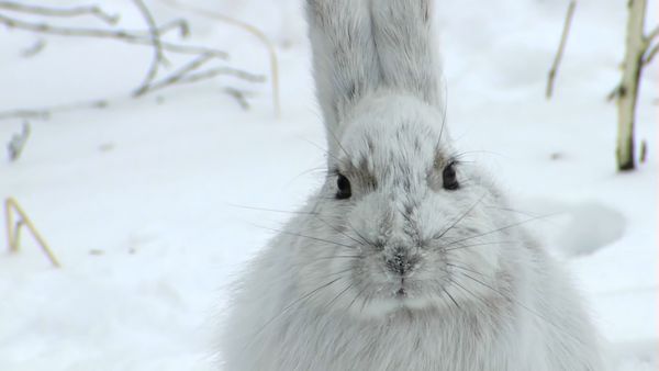 Tiere vor der Kamera - Highway in die Eiszeit (2) - Zum kalten Ende Alaskas