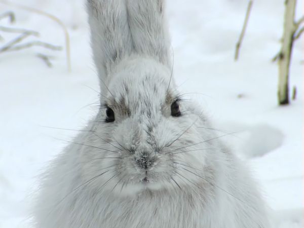 Tiere vor der Kamera - Highway in die Eiszeit (2) - Zum kalten Ende Alaskas
