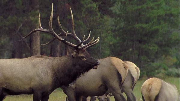 Tiere vor der Kamera - Highway durch die Rocky Mountains (1) - Herbst