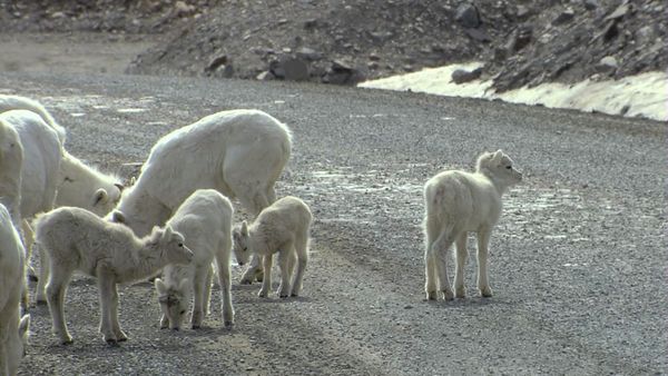 Tiere vor der Kamera - Highway in die Eiszeit (3) - Sommer auf Eis
