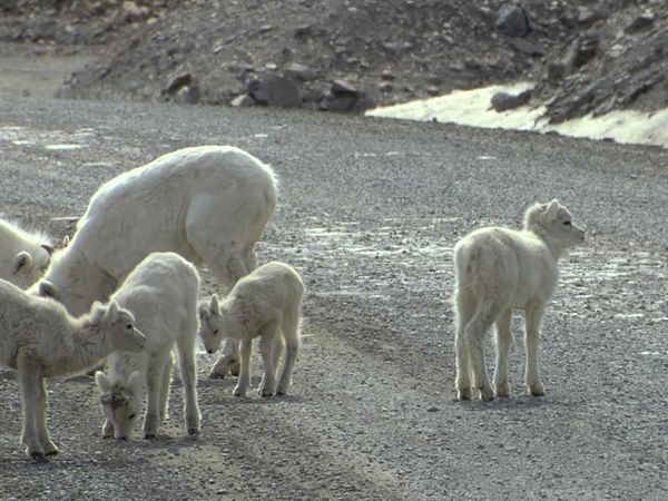Tiere vor der Kamera - Highway in die Eiszeit (3) - Sommer auf Eis