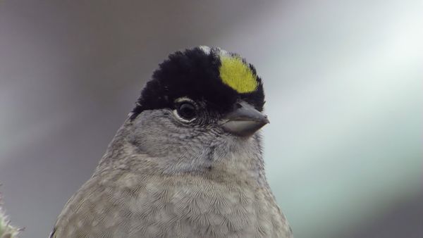 Tiere vor der Kamera - Kleine liebenswerte Alaskaner