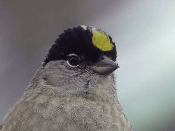 Tiere vor der Kamera - Kleine liebenswerte Alaskaner