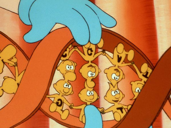 Érase una vez... El cuerpo humano - La cadena de la vida